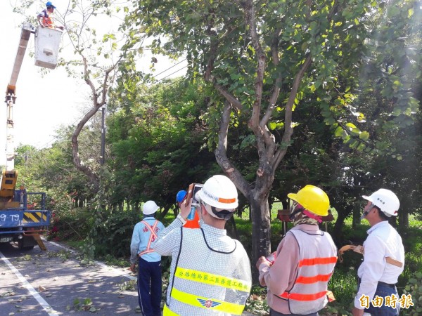 三工處找來專家指導修剪路樹。（記者陳彥廷攝）