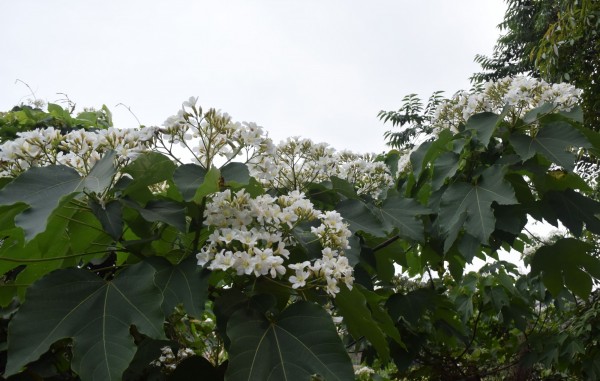 新竹地區目前桐花盛開約四十至六十%。（市府提供）
