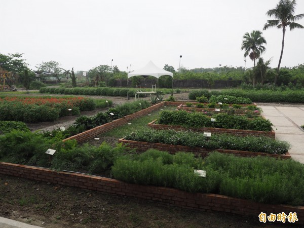 醫院仿聖賀德佳花園，在園區內種下各式香草植物。（記者王秀亭攝）