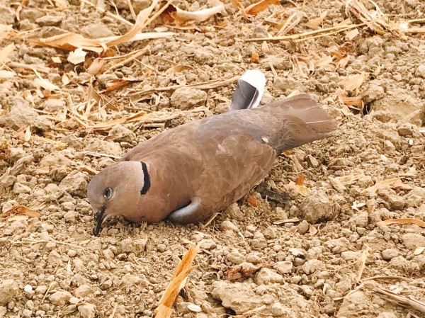 嘉義縣水上鄉大量鳥類死亡，疑遭毒鳥。（記者林宜樟翻攝）