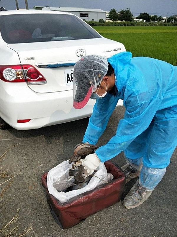 嘉義縣水上鄉大量鳥類死亡，疑遭毒鳥。（記者林宜樟翻攝）