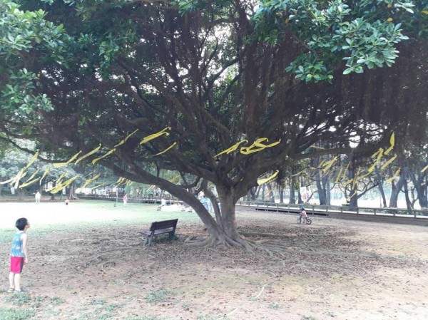 中大師生管理學院前的「太極中大樹」繫黃絲帶，為「 中大挺校園民主、大學自治宣言」發聲。（中央大學財金系主任葉錦徽提供）