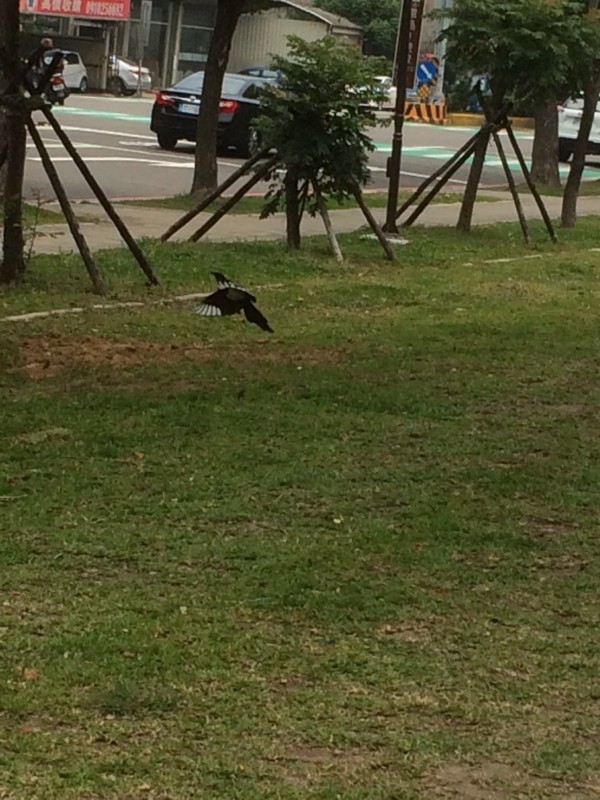 黃姓老闆娘下午到彩劵行對面的經國綠園道草坪散步，看見該隻喜鵲。（一六八彩劵行提供）