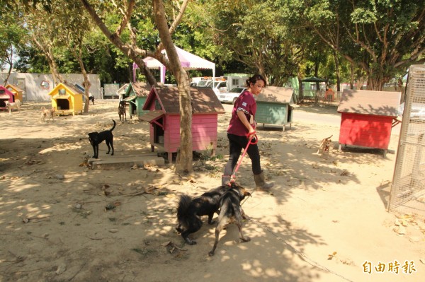 台南善化動物之家開闢20坪運動專區與彩虹木屋空間，希望發展毛孩身心健康外，同時提高認養率。（記者萬于甄攝）