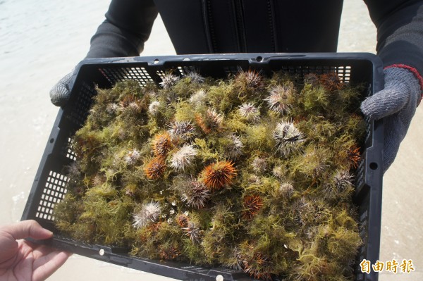 澎湖縣政府成立烏崁海膽保育區，不時進行放流保種。（記者劉禹慶攝）