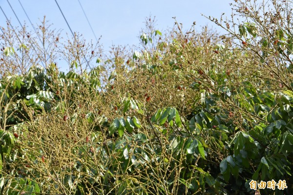 荔枝椿象佔據龍眼花穗上吸食危害。（記者黃淑莉攝）