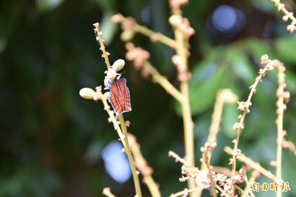 荔枝椿象佔據龍眼花穗上吸食危害。（記者黃淑莉攝）