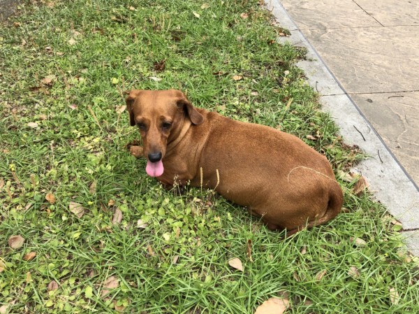 張男飼養的愛犬，趴在人行道草皮上，一臉無辜樣。（記者張勳騰翻攝）