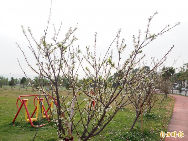 草屯植物公園經幾年綠美化，是市區新的休閒運動地點。（記者陳鳳麗攝）