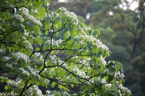 桐花花期約在每年4月底至5月，因此有「五月雪」的美名。（新北市政府景觀處提供）