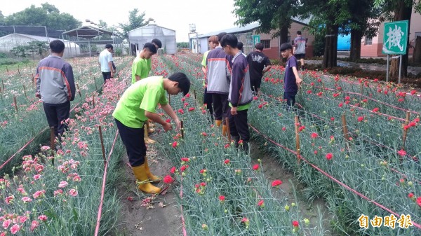 虎尾農工畜保科農技班學生種的康乃馨花正盛開。（記者廖淑玲攝）