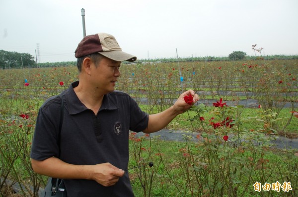 楊添得的有機食用玫瑰花園遭受鄰田污染挨罰，雖然法院判決免罰還他清白，但他認為信譽已受損，也凸顯台灣有機農業所面臨的困境。（記者李立法攝）