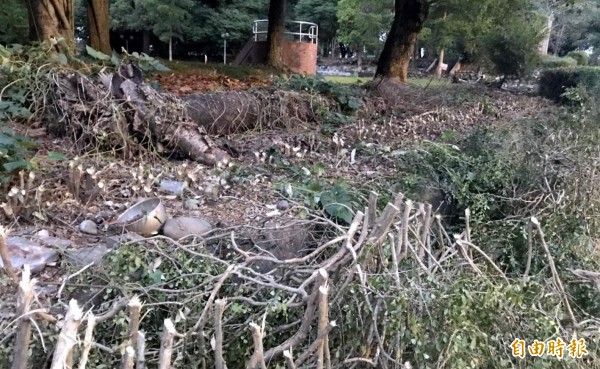 南投縣竹山公園裡頭的七里香，日前被公所大幅修剪，只剩下根部情形。（資料照）