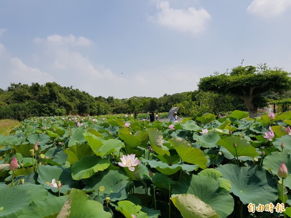 白河蓮花公園有不少全家穿梭蓮田花海畫面，白髮蒼蒼的母親撐陽傘走在田埂上，兒子跟在後面不斷叮嚀「走好喔！」 （記者王涵平攝）