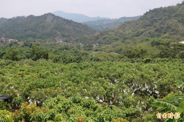 台南玉井、南化山區芒果進入套袋期，一個個白色的袋子，彷彿白雪覆蓋在樹上。（記者萬于甄攝）