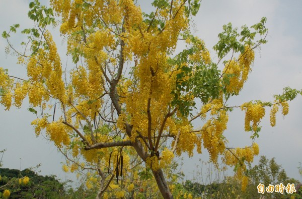 屏東市千禧公園阿勃勒開花，一串串金黃色的花瓣掛滿枝頭，隨風搖曳，宛如黃金瀑布般繽紛亮麗。（記者李立法攝）