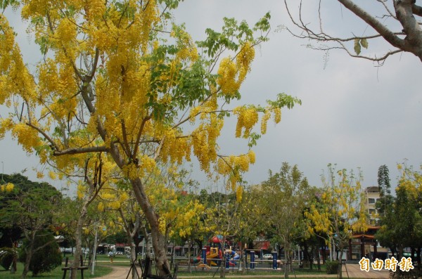 屏東市千禧公園阿勃勒開花，一串串金黃色的花瓣掛滿枝頭，隨風搖曳，宛如黃金瀑布般繽紛亮麗。（記者李立法攝）