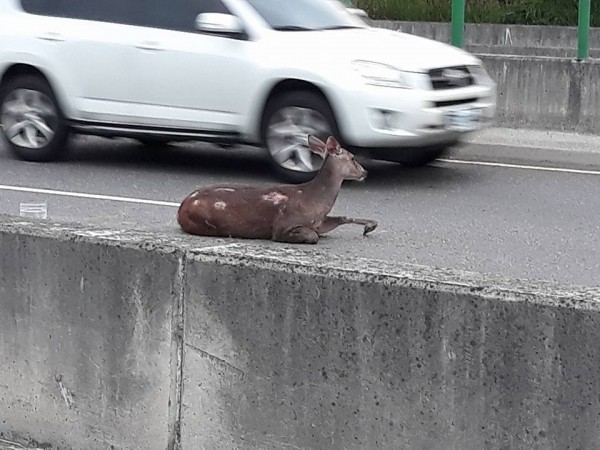 水鹿撞車後腳部骨折無法自行離開車禍現場。(圖擷取自臉書花壇人俱樂部)