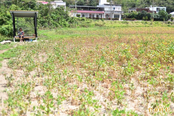 鍾英敏為了猴害，蓋哨所整天守在黑豆田裡。（記者蔡宗憲攝）