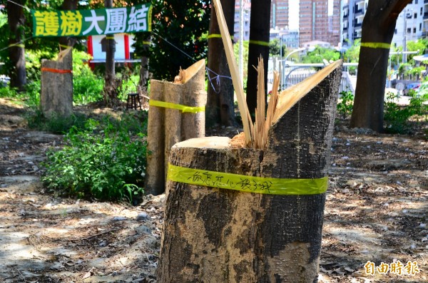 現場有小葉欖仁已遭砍伐，居民綁起黃絲帶請命。（記者吳俊鋒攝）