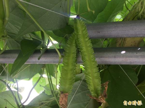 翼豆台東1號產量豐、豆莢形狀一致。(記者張存薇攝)