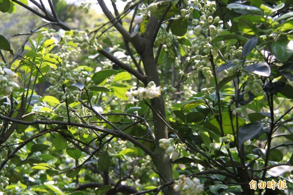 基隆七堵山區的柚花開始飄香。（記者林欣漢攝）