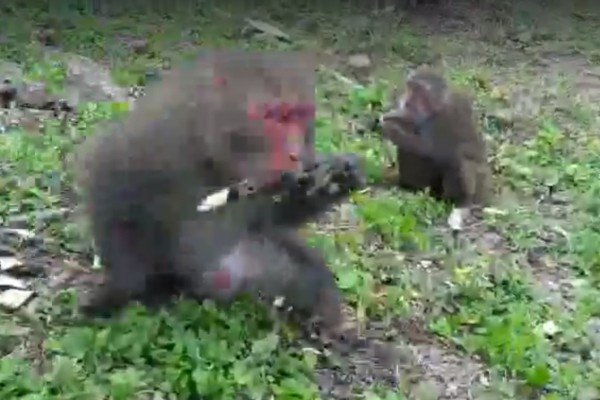 滿州猴害肆虐。（記者蔡宗憲翻攝）