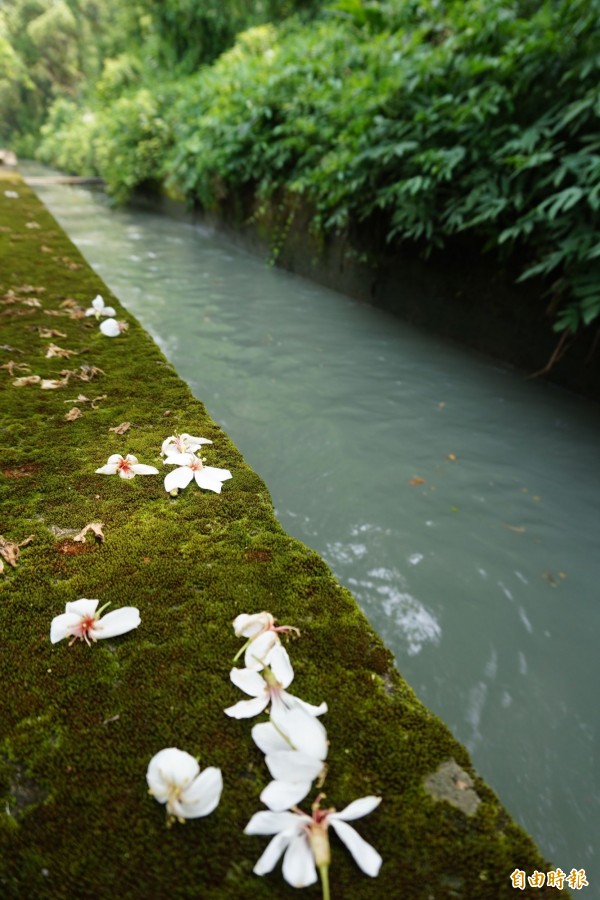 水流東的桐花步道是民眾休閒運動的好去處。（記者歐素美攝）