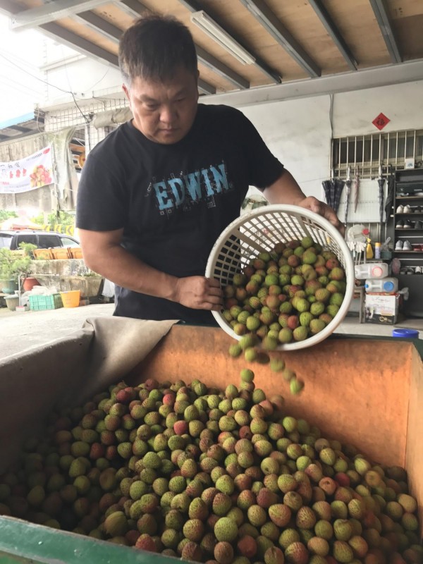 果農將玉荷包倒進機器洗選，搶攻外銷市場。（記者洪臣宏攝）