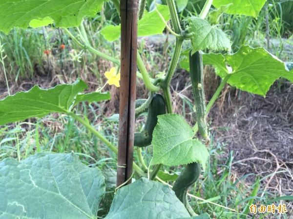 花蓮近日氣溫攀升、雨量減少，讓菜農聞之色變、專食葉菜類及雜糧的「夜盜蟲」似乎又來報到，花蓮吉安已有農友發現作物葉背附著毛狀卵塊，緊急摘除葉片後帶離田區丟棄。（記者王峻祺攝）