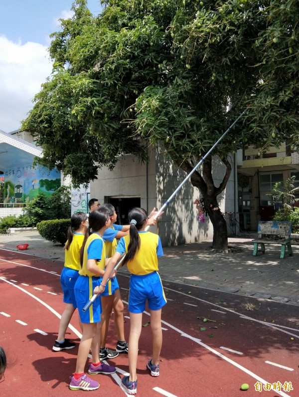 新生國小學生拿起長長的竹竿採芒果。（記者陳冠備攝）