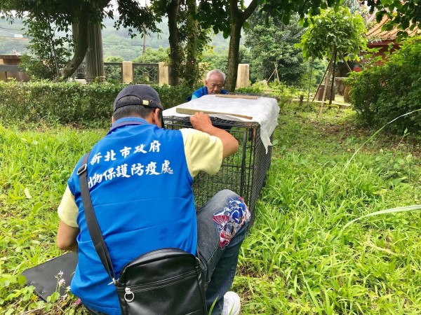 新北市動保處動保員前往誘捕籠探視小黑狗，準備將小黑狗送醫。（新北市政府動保處提供）