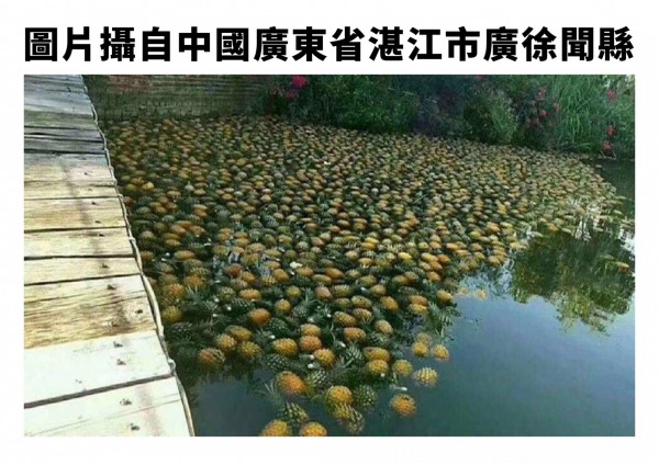 網路謠傳國內鳳梨產銷失調，但鳳梨傾倒在水上的圖片是來自中國廣東省，台灣並沒有這種情況。（圖由農委會提供）