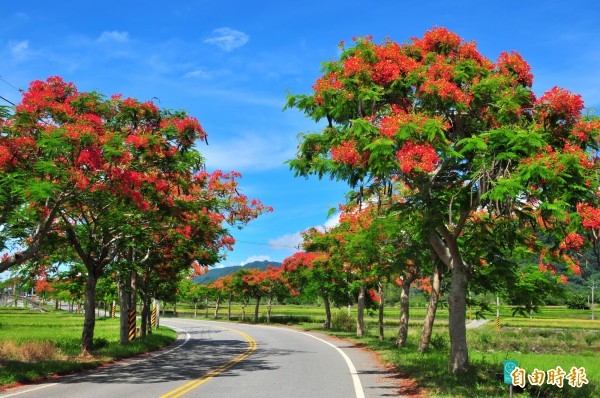 一九三縣道松浦以北的鳳凰花,豔麗的大紅色和蔚藍天、道路兩邊的梯田,處處都是美景。(記者花孟璟攝)