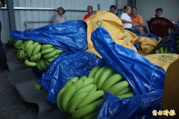 國內香蕉價格低迷，高雄傳出有盤商高價收購救蕉農，竟惹來同行不快，出手教訓他。圖非當事人。（記者黃佳琳攝）