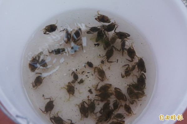 澎湖海洋生物研究中心近年來突破沙蟹苗養殖,已放流上百萬尾。(記者劉禹慶攝)