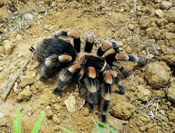 傳統所指的「五毒」動物是泛指毒蛇、蠍子、蟾蜍、蜈蚣和壁虎五種動物類群。圖為墨西哥紅膝頭捕鳥蛛。(台北市立動物園提供)