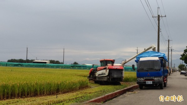 擔心會碰上致災性豪雨,農民搶收稻穀。(記者廖淑玲攝)