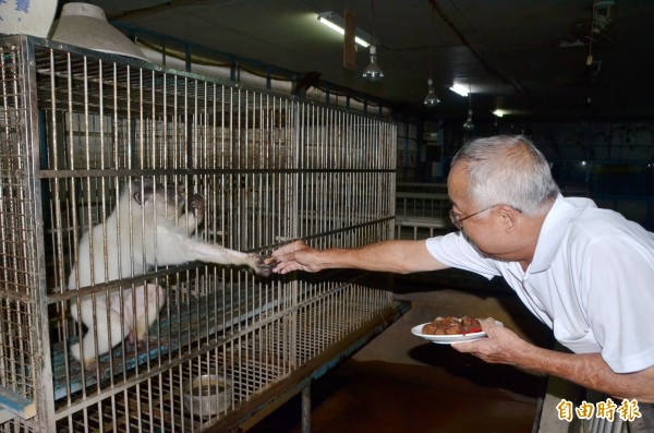 園方餵食老猴們吃眼鏡蛇茶葉蛋。(記者吳俊鋒攝)