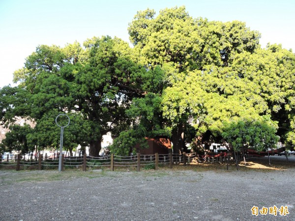 千年節苳樹王被譽為「台中之寶」。(記者張菁雅攝)