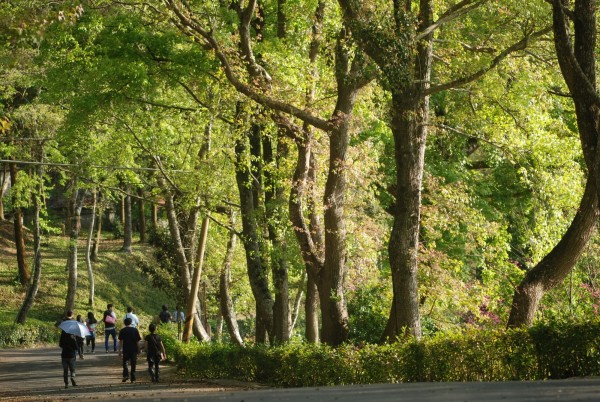 端午節到東勢林場,場方除舉辦端午系列活動,並推出早鳥及平日住宿等優惠。(東勢林提供)