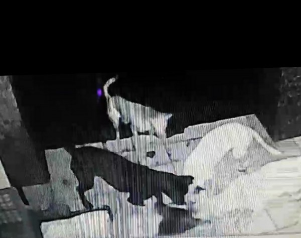 監視器拍到,群狗正攻擊小貓,殘忍撕咬。(記者吳俊鋒翻攝)