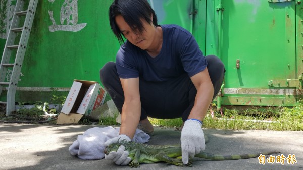 池上青農魏瑞廷將出沒在水圳的綠鬣蜥帶回家暫時安置。(記者王秀亭攝)