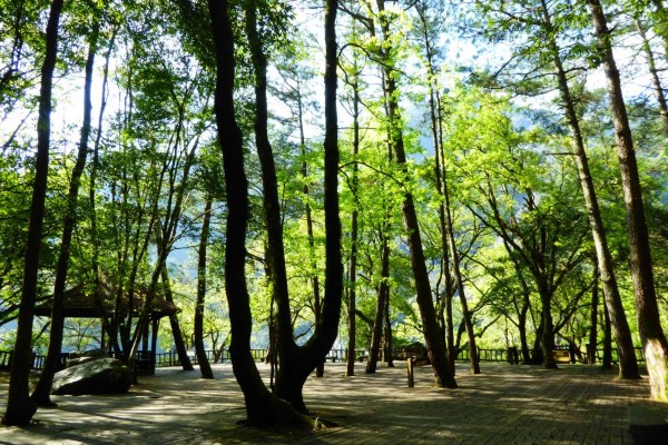 奧萬大森林遊樂區今天休園,颱風過後會先安檢後才開園。(圖由南投林管處提供)