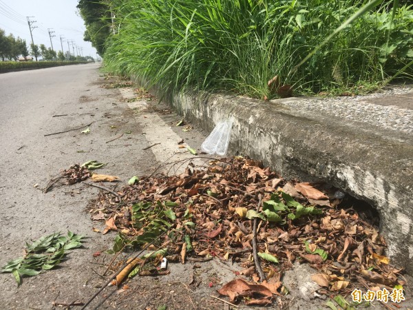 有民眾指出,道路排水孔被落葉堵塞是日前彰化地區淹大水的主因之一。(記者顏宏駿攝)