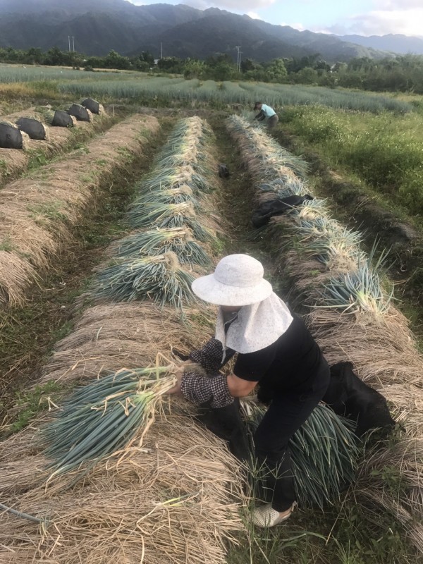 三星蔥農一大早便下田採蔥。(記者江志雄翻攝)