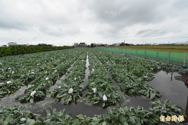 瑪莉亞颱風已走,彰化縣平安渡過,但0702豪雨重創農田,農田傷得不輕。(記者張聰秋攝)