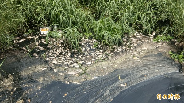 苑裡中溝溪水黑如墨、魚群翻肚惹民怨,環局再採樣。(記者蔡政珉攝)