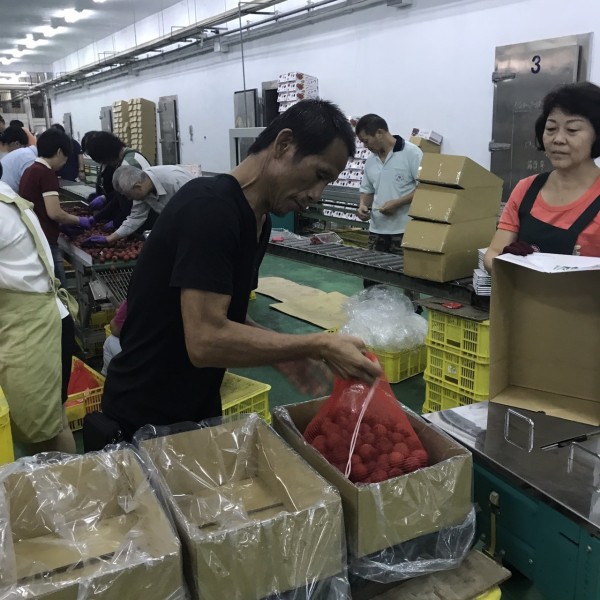 日本再向台中市訂購735公斤糯米荔枝,青果社人員正加緊包裝,今天將運送日本。(圖由農業局提供)