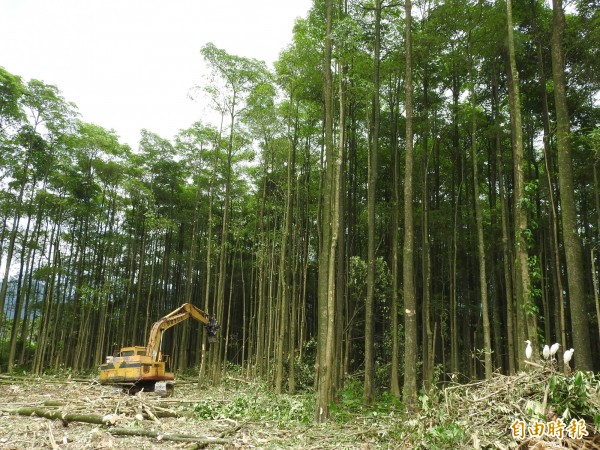 埔里鎮水頭里有「黑森林」之稱的大片黑板樹林,最近大量砍除,網友感嘆埔里又一處秘境消失。(記者佟振國攝)